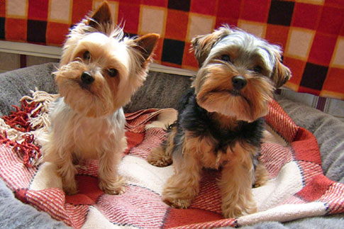 cute-face-puppies1 cute face puppies1 Pet Odor and Stains