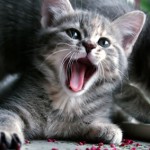 Grand Prairie stain removal for pets Pet Accidents Stains 150x150 Grand Prairie Pet Stain Removal