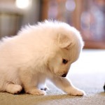 Grand Prairie pet stain removal pet stains removal 150x150 Grand Prairie Pet Stain Removal