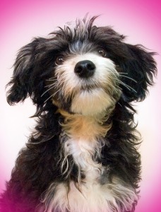 dog portrait