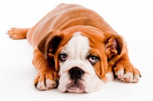 Did Fido leave pet stains in your carpet?