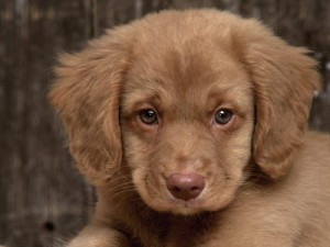Cute Puppy Cute Golden puppy