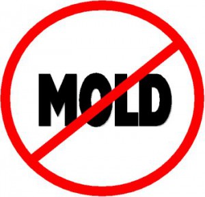 No mold! Mold gone