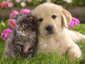 puppy-and-kitten kitten and puppy