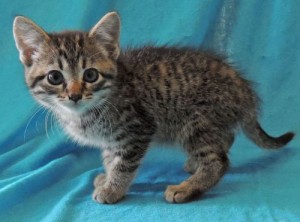 Tom the kitten Tiny Tom