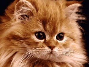 Longhaired yellow tabby kitten