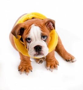 Your puppy is precious ... but those pet stains and odor he leaves on the carpet in your Richardson home aren't!